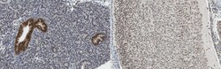 MilliporeSigma anti-SOX2; Polyclonal; (Chemicon ) 100&mu;g; Unlabeled:Antibodies,